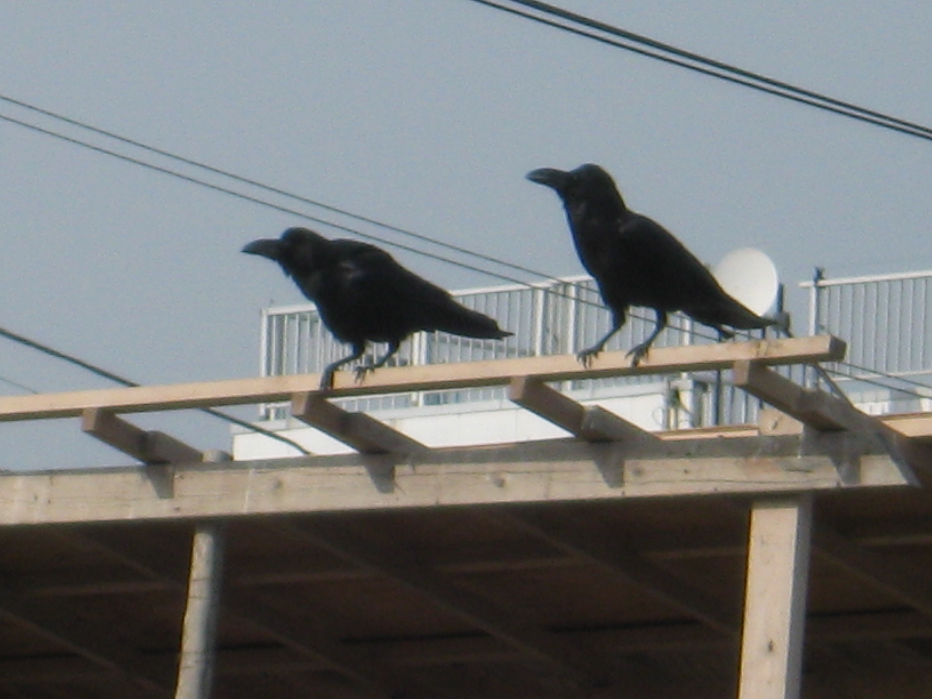 Crows In Japan