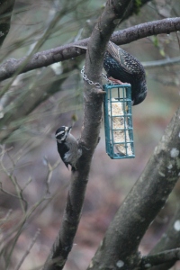 downy woodpecker and starling