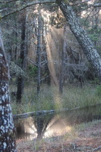 Light through the pines