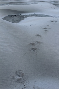 Footprints on the beach, Newport, Oregon