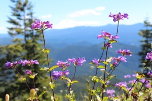 That purple flower with Mt. Adams behind it