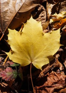 yellow maple leaf (1 of 1)